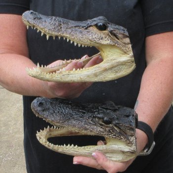 Two 7" to  8" Alligator Heads