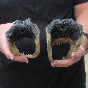 Two 7" to  8" Alligator Heads