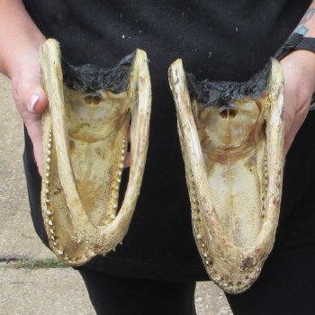 Two 7" to  8" Alligator Heads