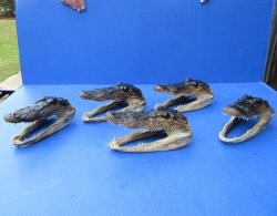 Five piece  Alligator Heads 7" to 8"