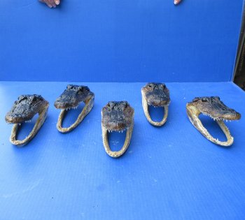 Five piece  Alligator Heads 7" to 8"