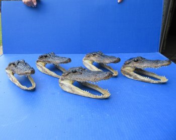 Five piece  Alligator Heads 7" to 8"