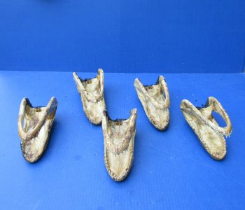 Five piece  Alligator Heads 7" to 8"