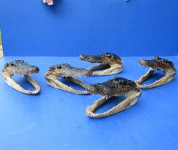 Five piece  Alligator Heads 7" to 8"