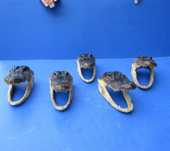 Five piece  Alligator Heads 7" to 8"