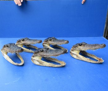 Five piece  Alligator Heads 7" to 8"