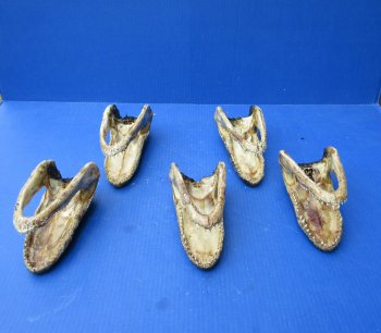 Five piece  Alligator Heads 7" to 8"
