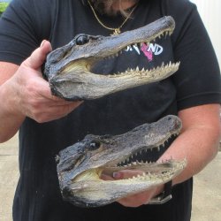 Two B-Grade  8-1/4" Alligator Heads
