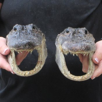 Two B-Grade  8-1/4" Alligator Heads