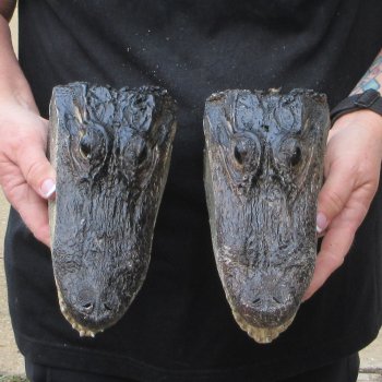 Two B-Grade  8-1/4" Alligator Heads