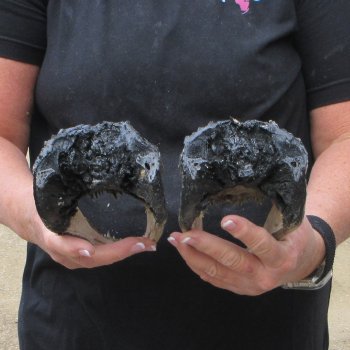 Two B-Grade  8-1/4" Alligator Heads