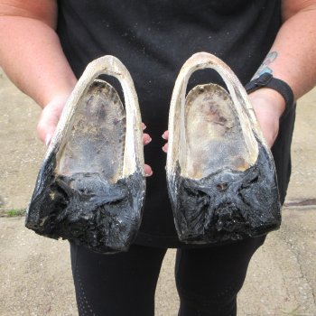 Two B-Grade  8-1/4" Alligator Heads