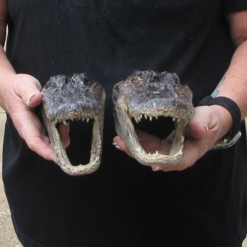 Two B-Grade  7-3/4" to 8-3/4" Alligator Heads