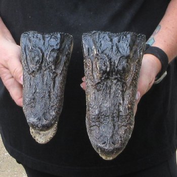 Two B-Grade  7-3/4" to 8-3/4" Alligator Heads