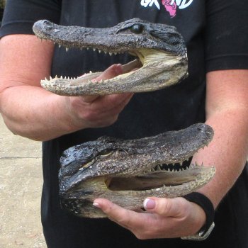 Two B-Grade  7-3/4" to 8-3/4" Alligator Heads