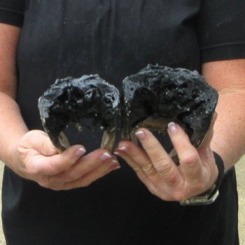 Two B-Grade  7-3/4" to 8-3/4" Alligator Heads