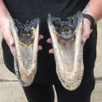 Two B-Grade  7-3/4" to 8-3/4" Alligator Heads