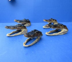 Five piece  Alligator Heads 7" to 8"