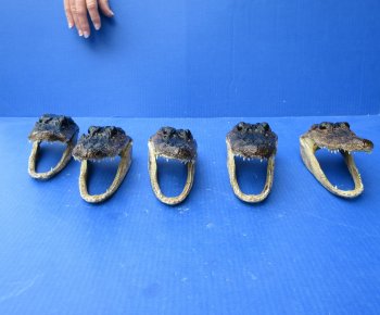 Five piece  Alligator Heads 7" to 8"