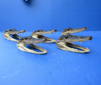 Five piece  Alligator Heads 7" to 8"