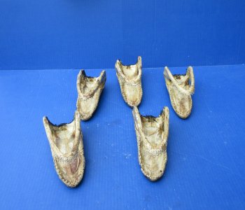 Five piece  Alligator Heads 7" to 8"