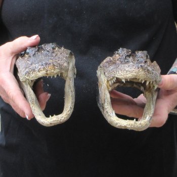 Two B-Grade  8" to 8-1/2" Alligator Heads