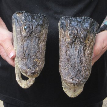Two B-Grade  8" to 8-1/2" Alligator Heads