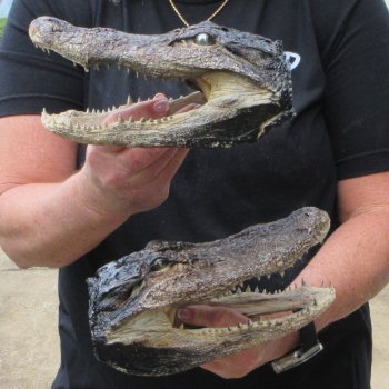 Two B-Grade  8" to 8-1/2" Alligator Heads