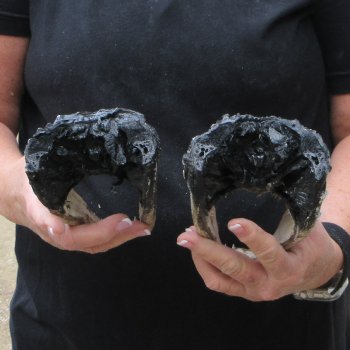 Two B-Grade  8" to 8-1/2" Alligator Heads