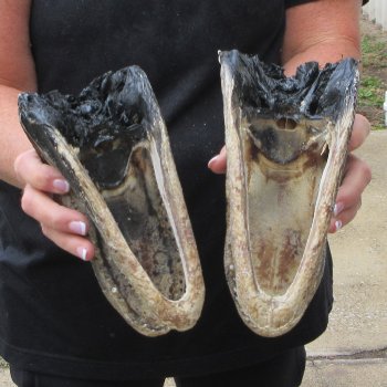 Two B-Grade  8" to 8-1/2" Alligator Heads