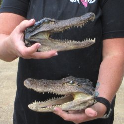 Two B-Grade  8-1/4" Alligator Heads