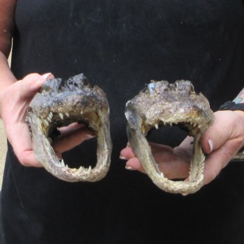 Two B-Grade  8-1/4" Alligator Heads