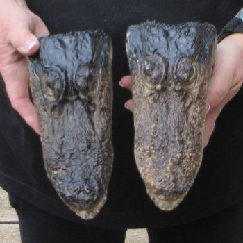 Two B-Grade  8-1/4" Alligator Heads