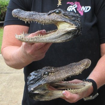 Two B-Grade  8-1/4" Alligator Heads