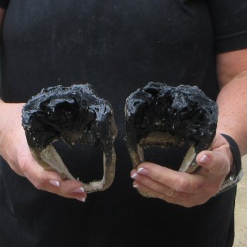 Two B-Grade  8-1/4" Alligator Heads