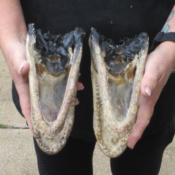 Two B-Grade  8-1/4" Alligator Heads