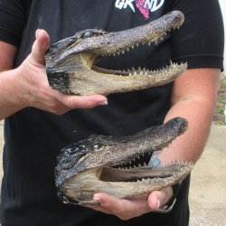 Two B-Grade  7-1/2" to 8" Alligator Heads