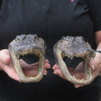 Two B-Grade  7-1/2" to 8" Alligator Heads
