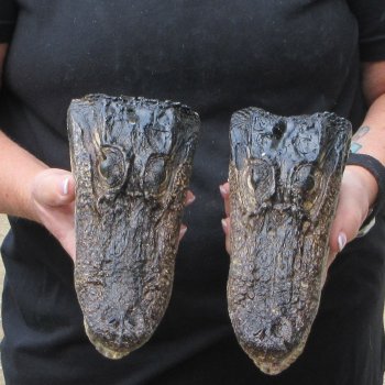 Two B-Grade  7-1/2" to 8" Alligator Heads