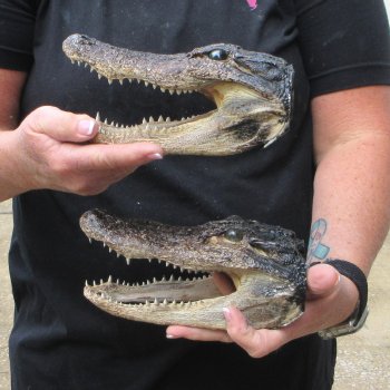 Two B-Grade  7-1/2" to 8" Alligator Heads