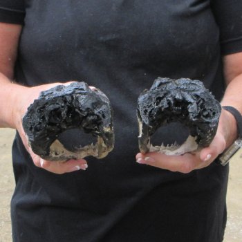 Two B-Grade  7-1/2" to 8" Alligator Heads