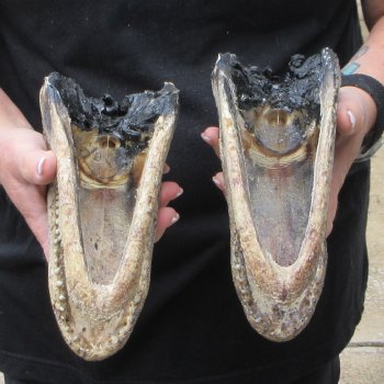 Two B-Grade  7-1/2" to 8" Alligator Heads