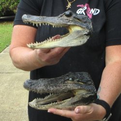 Two B-Grade  7-3/4" to 8-1/2" Alligator Heads