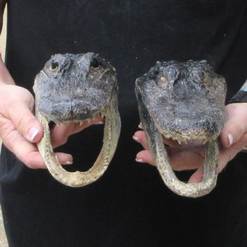 Two B-Grade  7-3/4" to 8-1/2" Alligator Heads
