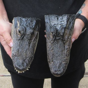 Two B-Grade  7-3/4" to 8-1/2" Alligator Heads