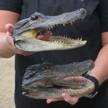 Two B-Grade  7-3/4" to 8-1/2" Alligator Heads