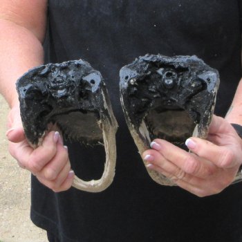 Two B-Grade  7-3/4" to 8-1/2" Alligator Heads