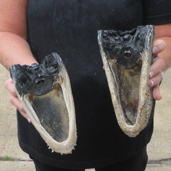 Two B-Grade  7-3/4" to 8-1/2" Alligator Heads