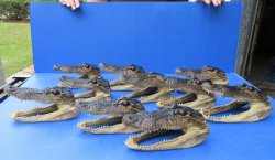 Ten piece  Alligator Heads 7" to  8"