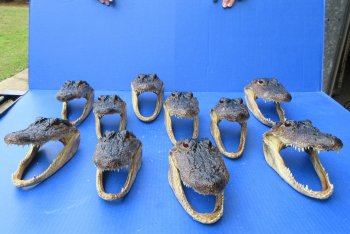 Ten piece  Alligator Heads 7" to  8"